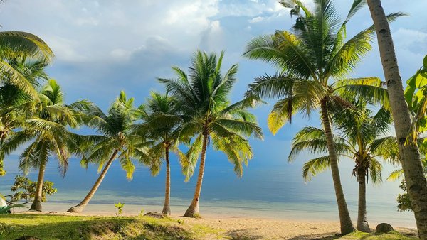 Quels sont les meilleurs spots pour l'observation des dauphins en Floride, USA : périodes et conseils ?